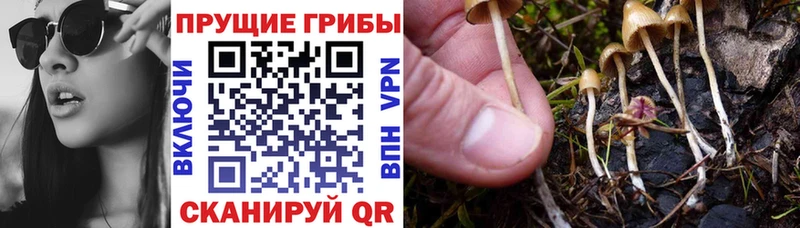 где найти наркотики  Кушва  Псилоцибиновые грибы ЛСД 